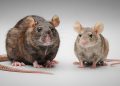 Não é só o tamanho: as diferenças entre rato e camundongo que todo mundo deveria saber (e por que isso importa)