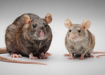 Não é só o tamanho: as diferenças entre rato e camundongo que todo mundo deveria saber (e por que isso importa)