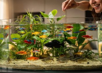 As 5 espécies de peixes para iniciantes que garantem um aquário colorido e sem brigas