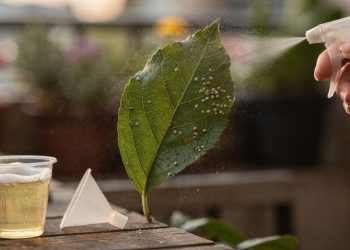 Pare de gastar com veneno: esse inseticida caseiro acaba com os pontinhos brancos nas plantas na hora