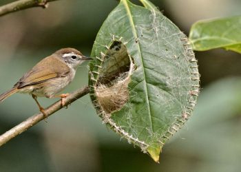 Esse pássaro é o único animal capaz de usar o bico como agulha para costurar o próprio ninho