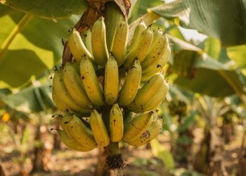 Poucos sabem: o verdadeiro motivo das bananas serem curvas vai te surpreender
