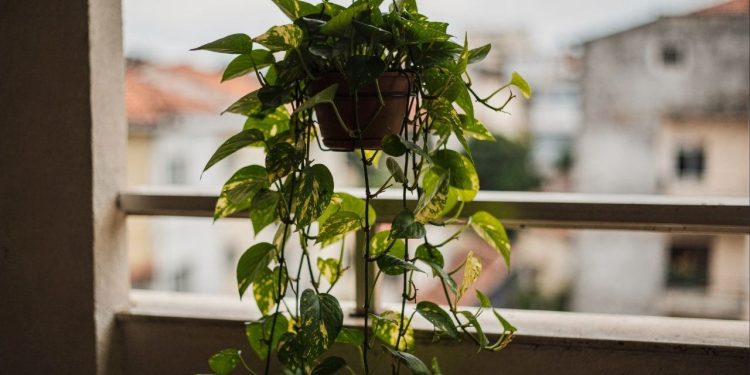 A planta que cresce em vaso, não precisa de cuidados de jardinagem e é perfeita para varandas pequenas