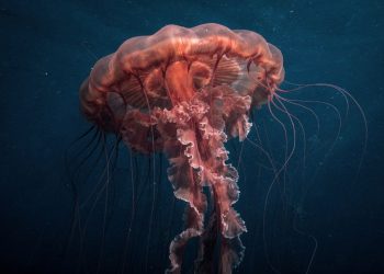 Rara medusa fantasma gigante de 11 metros é filmada nas profundezas do mar na Argentina