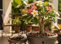 Esta árvore de flores coloridas é a melhor aposta para quem busca sombra e aroma em pouco espaço