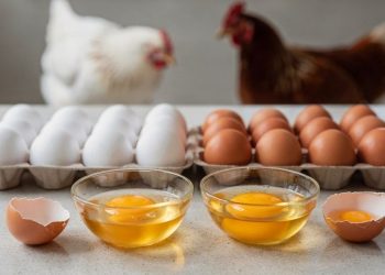A verdade sobre a diferença entre ovos brancos e marrons que poucos notam no mercado