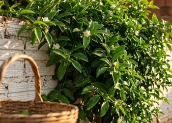 A planta “imortal” que cresce em qualquer lugar e ainda enche o seu jardim de flores e vida