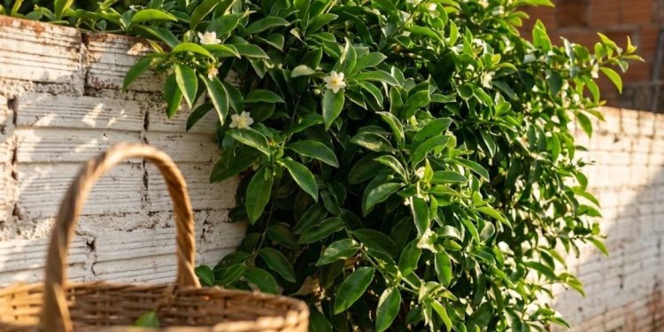 A ora-pro-nóbis deixou de ser apenas uma planta comestível e passou a ganhar espaço na decoração por causa da folhagem vistosa e do crescimento rápido