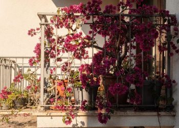 Aprenda a cultivar Santa Rita em vasos e tenha um jardim vertical impressionante