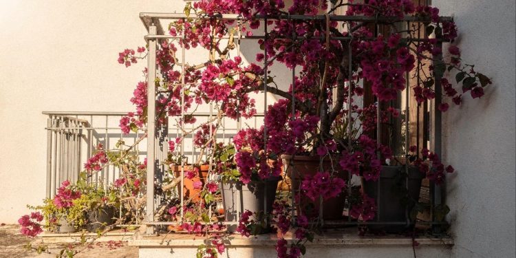 Aprenda a cultivar Santa Rita em vasos e tenha um jardim vertical impressionante