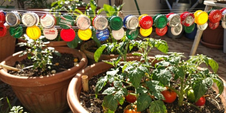 Não jogue fora: aprenda como usar tampinhas de refrigerante para salvar sua horta do ataque de pássaros