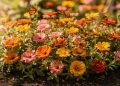 Deixe a área externa de cara nova com estas 3 plantas para semear no verão