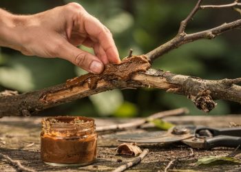 Evite doenças no jardim aplicando esse cicatrizante caseiro com canela e própolis logo após o corte