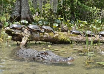 Cientistas descobrem que o medo do jacaré limpa as águas melhor do que qualquer intervenção humana
