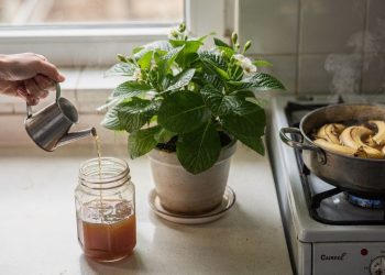 Pare de gastar dinheiro e use este adubo caseiro de banana com café
