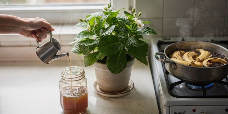 Pare de gastar dinheiro e use este adubo caseiro de banana com café