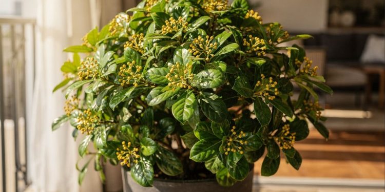 Esta árvore dourada cresce fácil em varandas e libera um perfume incrível