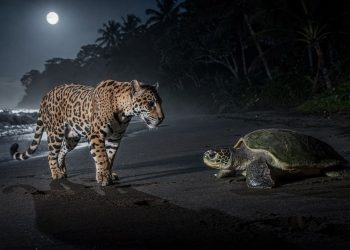 O fenômeno raro na Costa Rica onde onças-pintadas caçam tartarugas e desafiam a lógica da preservação