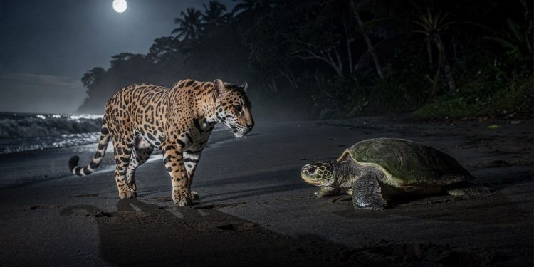 O fenômeno raro na Costa Rica onde onças-pintadas caçam tartarugas e desafiam a lógica da preservação