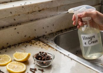 A misturinha de vinagre e cravo que donas de casa usam para eliminar formigas da cozinha