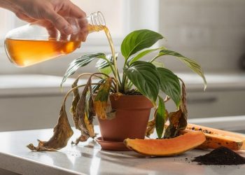 O adubo líquido caseiro de mamão que recupera folhas murchas em poucos dias