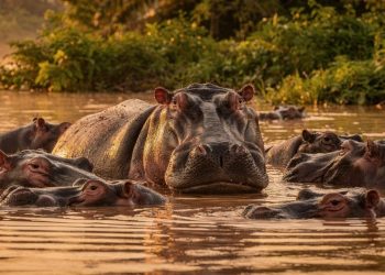 Como quatro animais de estimação geraram a maior invasão de hipopótamos fora da África