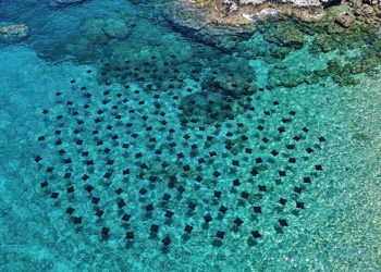 Raro espetáculo natural reúne mais de 100 arraias no Farol de Santa Marta