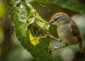 O pássaro-alfaiate usa o bico como agulha e cria o ninho mais genial da natureza