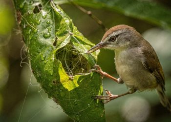 O pássaro-alfaiate usa o bico como agulha e cria o ninho mais genial da natureza
