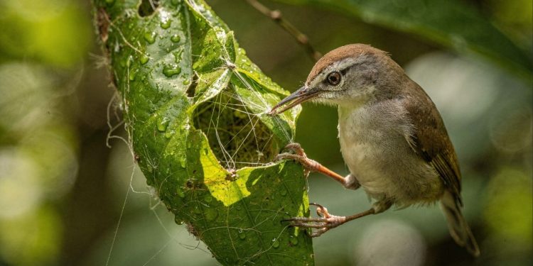 O pássaro-alfaiate usa o bico como agulha e cria o ninho mais genial da natureza