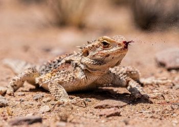 A arma biológica bizarra que permite ao lagarto-de-chifre atirar sangue a 1 metro de distância