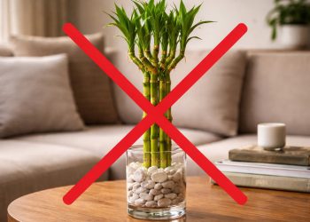 Esqueça o bambu-da-sorte: essa é a nova queridinha para decorar salas com pouca luz em 2026