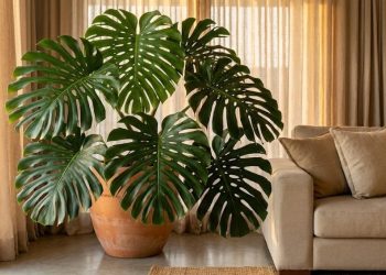 Essa planta tropical purifica o ar e é o segredo dos decoradores para dar vida à sala