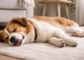 O que significa quando seu cachorro dorme com a língua de fora e por que isso é um bom sinal?