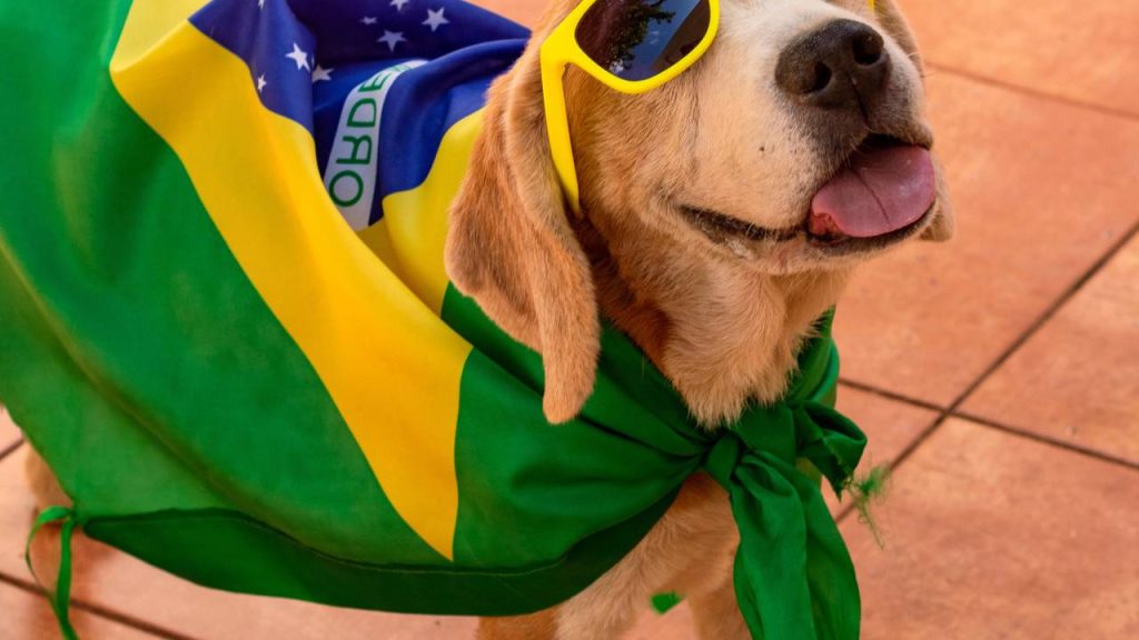 cachorro brasil