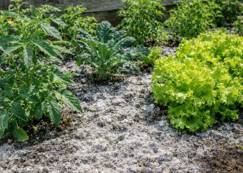 Por que você deve jogar cinzas de madeira nas plantas do seu jardim, segundo jardineiros