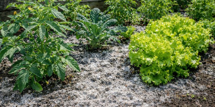 Por que você deve jogar cinzas de madeira nas plantas do seu jardim, segundo jardineiros