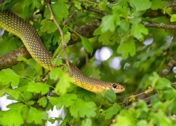 A árvore frutífera que é famosa por "atrair" cobras para o jardim