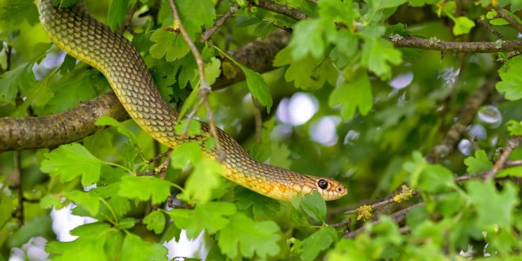 A árvore frutífera que é famosa por "atrair" cobras para o jardim