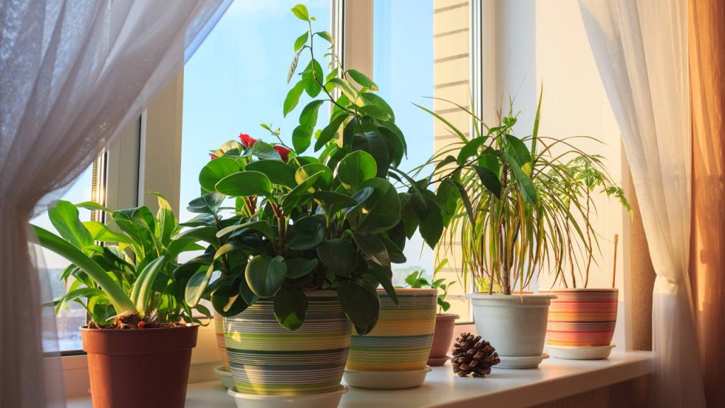 Aprenda a usar ervas aromáticas como repelente natural para proteger suas plantas