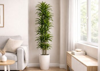 A planta ideal para casas e apartamentos pequenos que cresce na vertical e não ocupa muito espaço