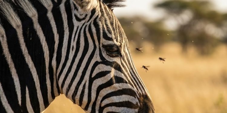 Para que servem as listras das zebras? A ciência explica o segredo visual contra moscas