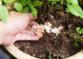 O que acontece quando você usa casca de ovo nas plantas e por que isso pode transformar seu jardim