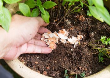 O que acontece quando você usa casca de ovo nas plantas e por que isso pode transformar seu jardim