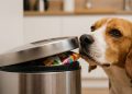 Nunca mais chegue em casa e encontre o lixo espalhado pela cozinha pelo seu cachorro depois de aplicar esse ajuste simples no ambiente