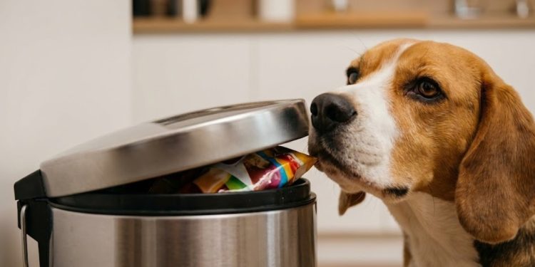 Quem convive com cachorro sabe como é engraçado, e um pouco frustrante, ver o pet vasculhar a lixeira quando ninguém está olhando