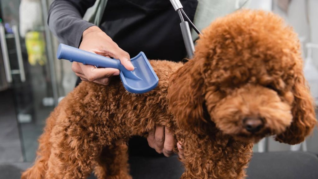 Queda de pelos em cães e gatos nem sempre é normal e pode esconder algo sério