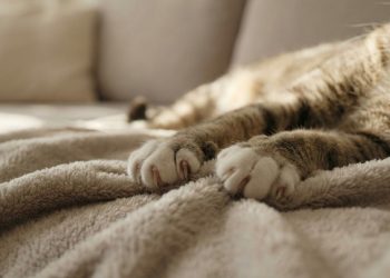 Você sabe por que os gatos fazem o gesto de “amassar pãozinho”? Veja o que isso revela sobre suas emoções