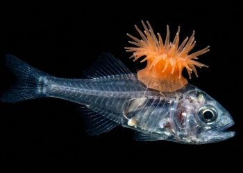 A estratégia genial de peixes que transformam anêmonas venenosas em um colete à prova de mordidas