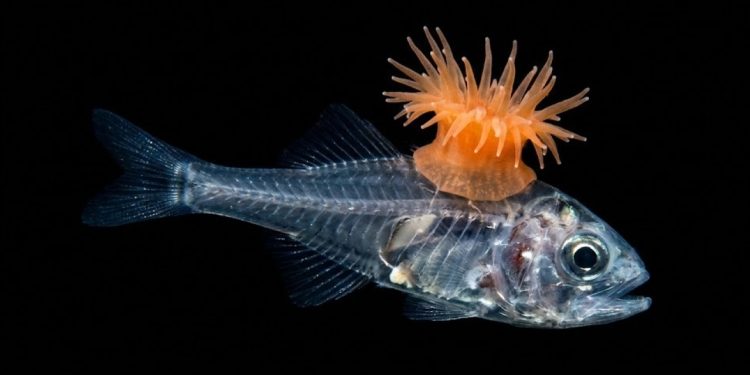 Pesquisadores registraram pequenos peixes juvenis usando anêmonas-do-mar como se fossem uma armadura viva